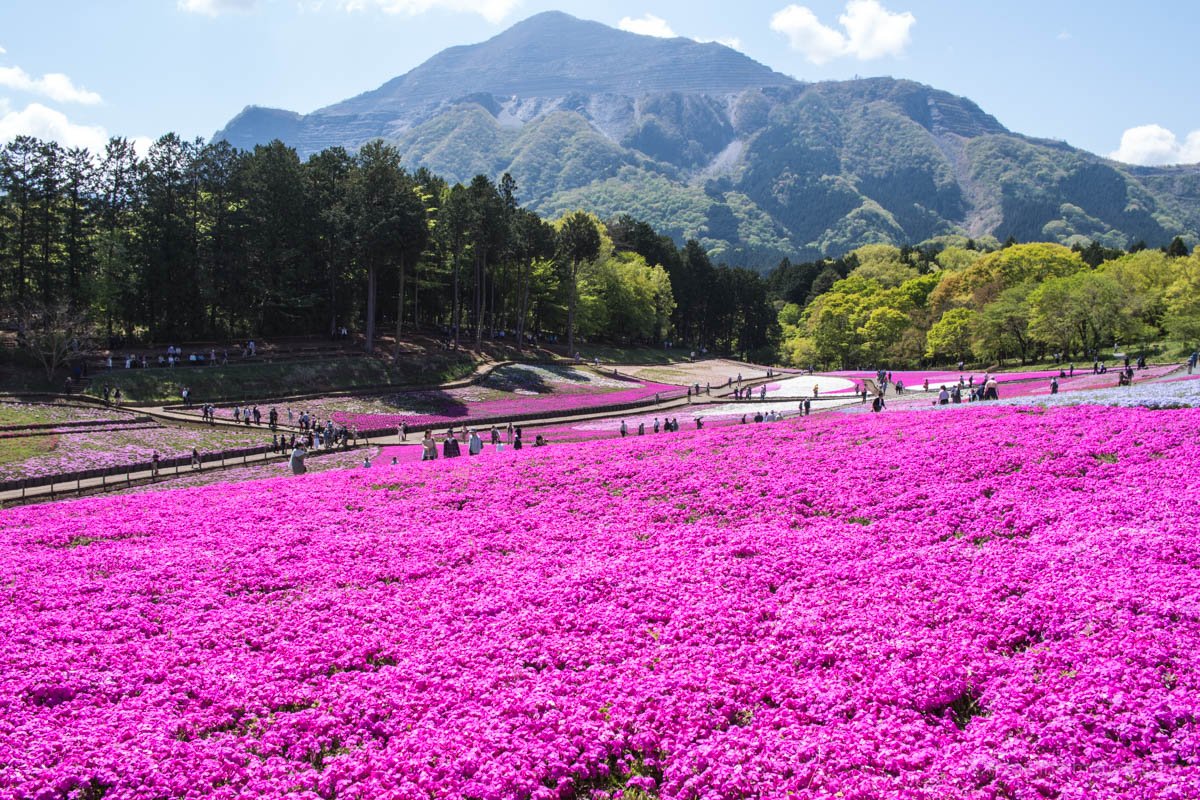 🏞️ 오구노하라 공원(오구노하라 코엔) 이미지 9
